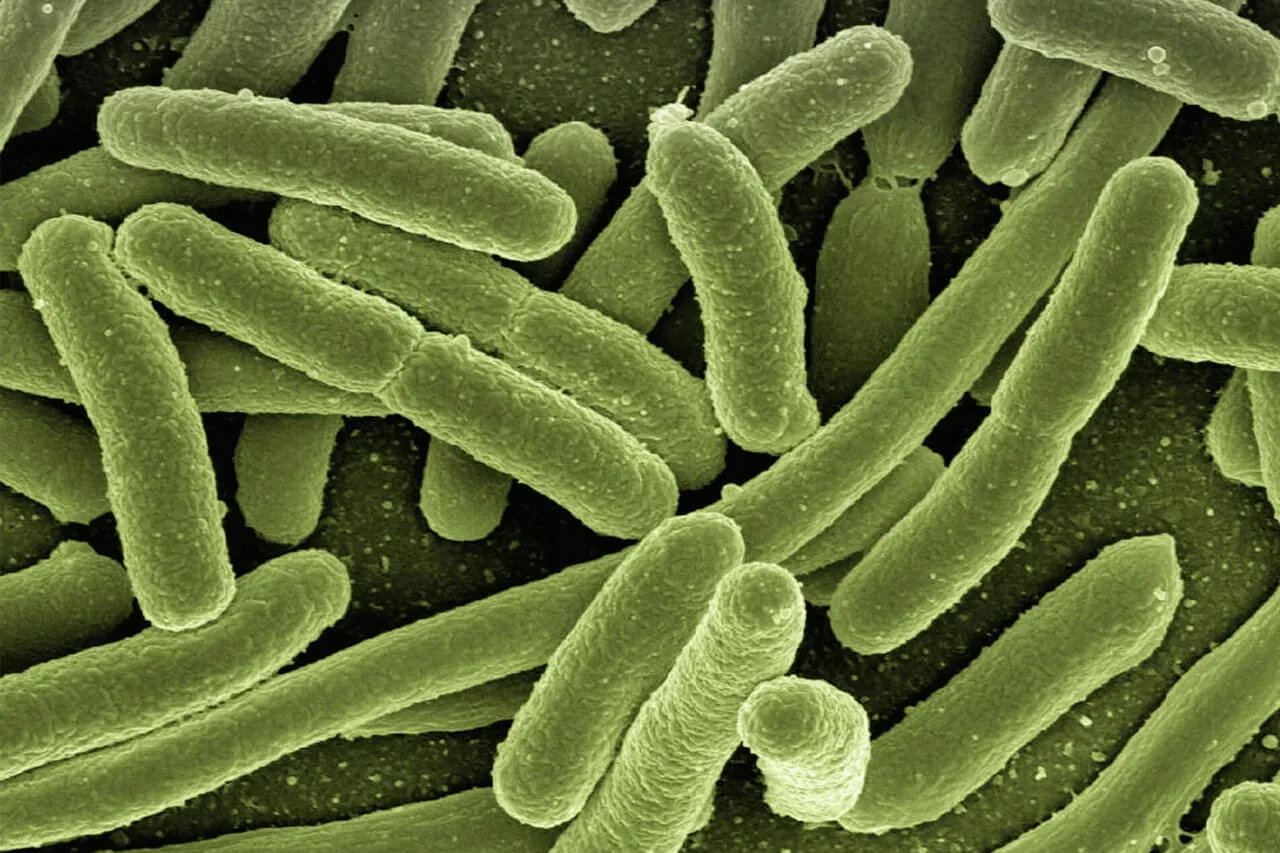 A microscopic view representing antibiotic-resistant bacteria research.