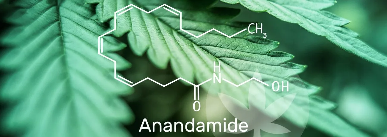 An illustration of the anandamide molecule